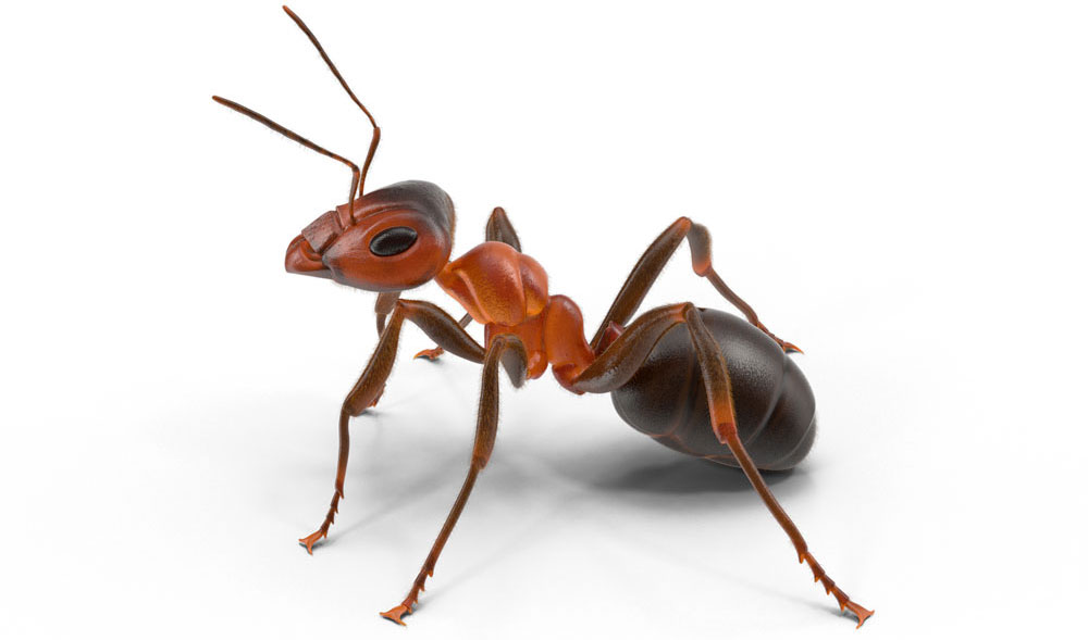 Mravenec domácí (Lasius emarginatus)